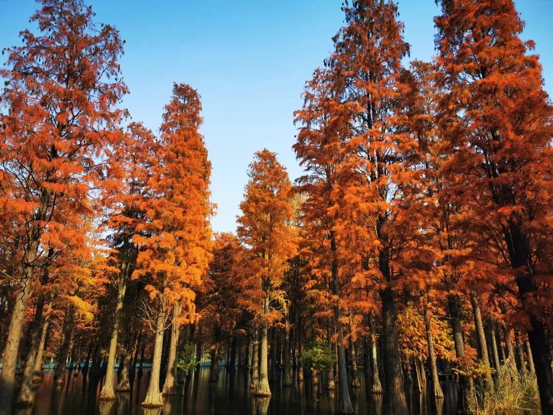 青西郊野公园