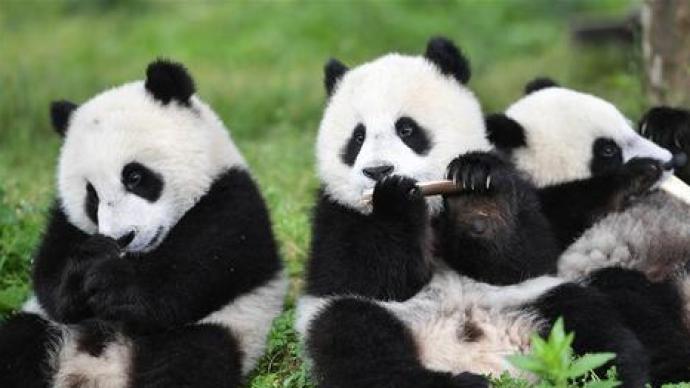 国家林草局:大熊猫圈养数量达到633只