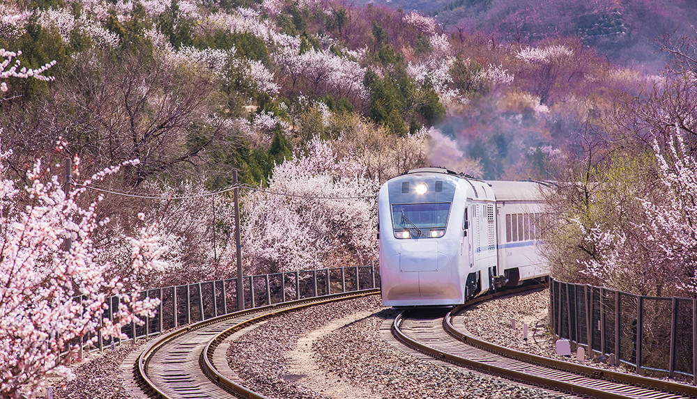 2019年3月27日,北京居庸关,火车行驶在花海中.