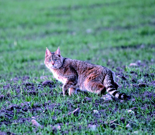 代表给总书记看"猫":雪豹荒漠猫归来,祁连山国家公园