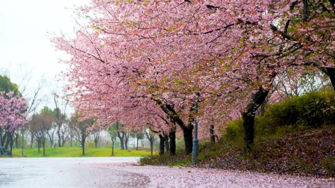 一起去看樱花雨2021上海樱花节3月12日要开幕啦