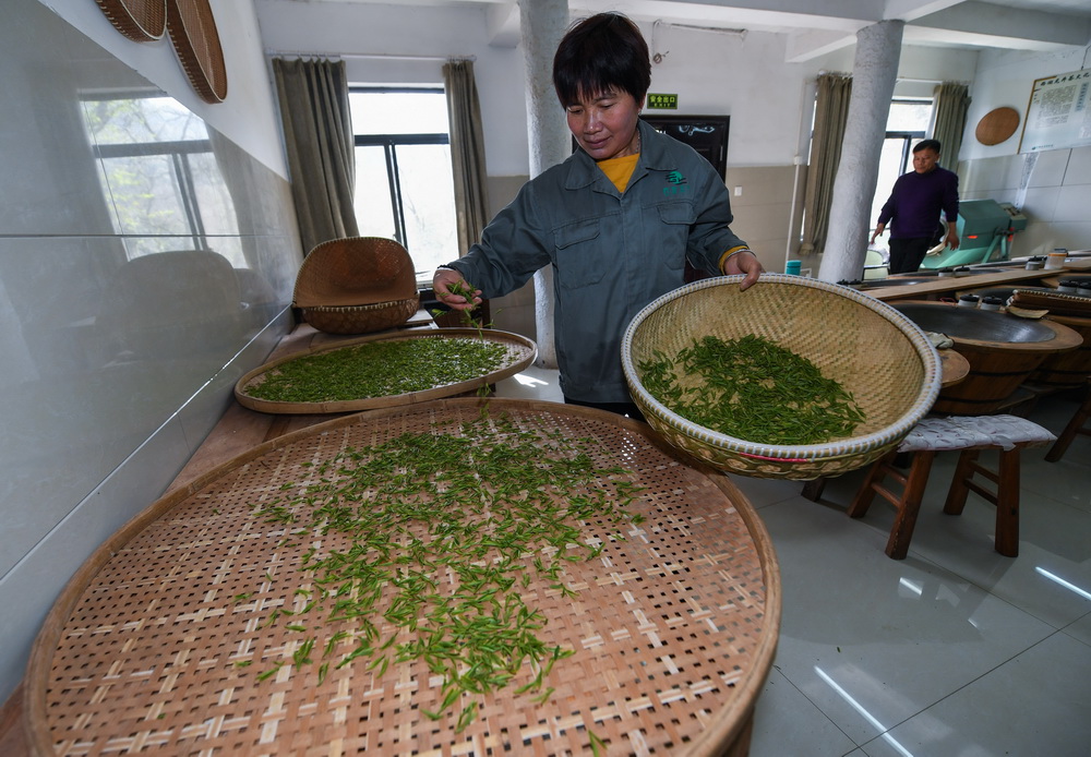 2021年3月12日,杭州,满觉陇村的中国茶叶博物馆满觉陇炒茶中心内,茶农