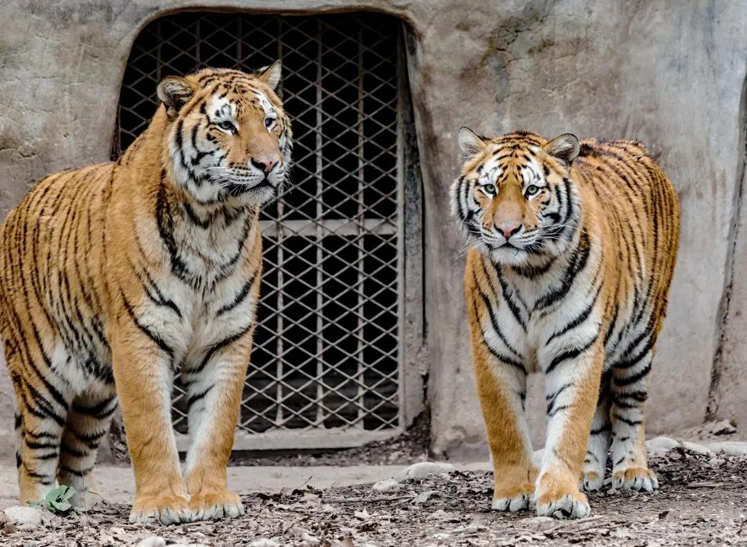 在上海动物园,和平公园小东北虎开启新生活,其中一只叫和平