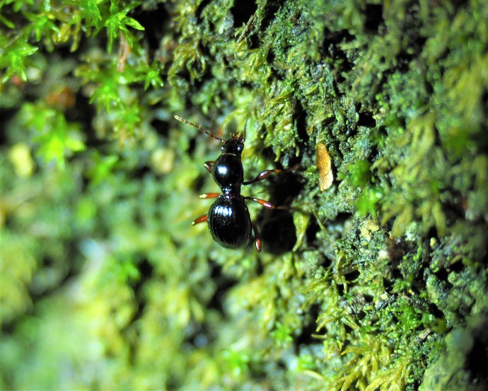 福建三明发现全球新物种，命名为“郭亮珠步甲”（最新发布）