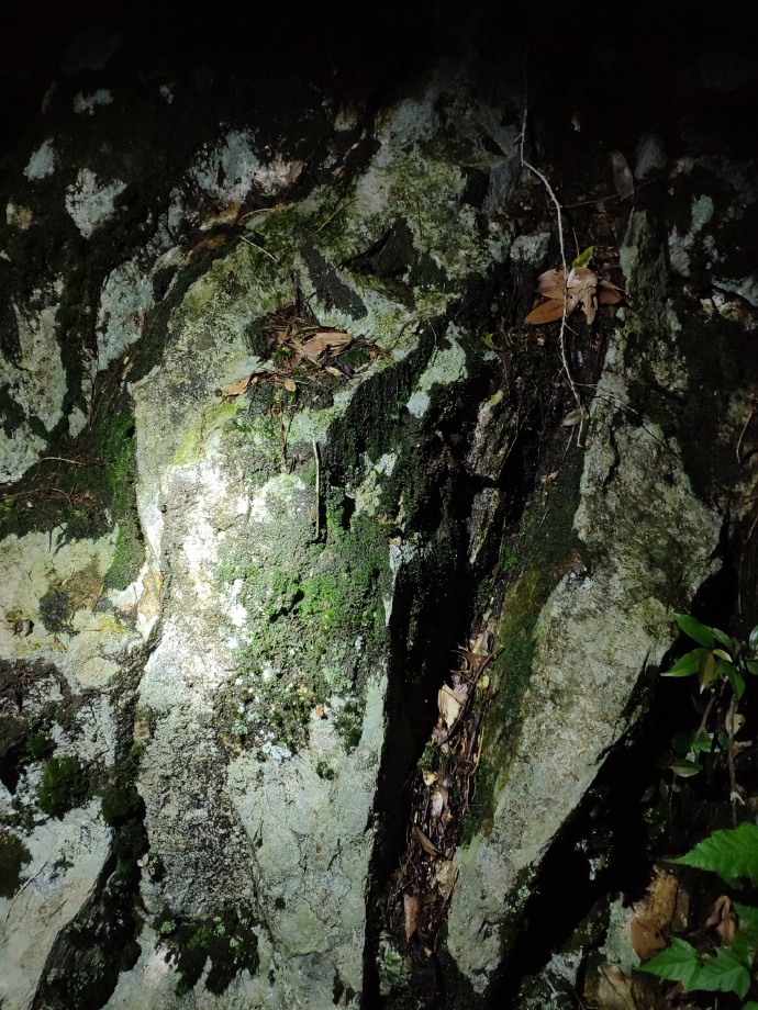 福建三明发现全球新物种，命名为“郭亮珠步甲”（最新发布）