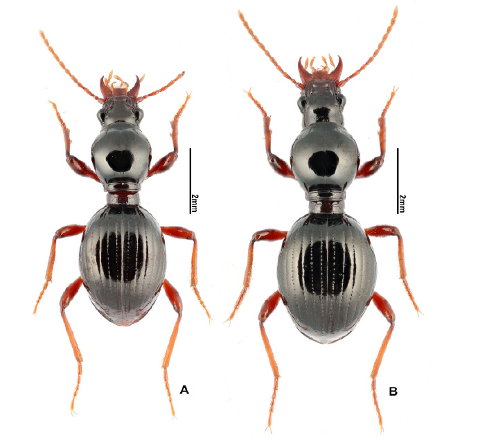 福建三明发现全球新物种，命名为“郭亮珠步甲”（最新发布）
