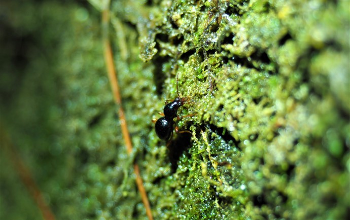 福建三明发现全球新物种，命名为“郭亮珠步甲”（最新发布）