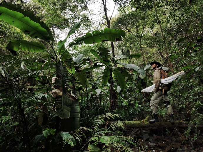 福建三明发现全球新物种，命名为“郭亮珠步甲”（最新发布）