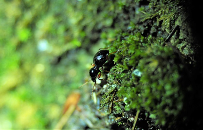 福建三明发现全球新物种，命名为“郭亮珠步甲”（最新发布）