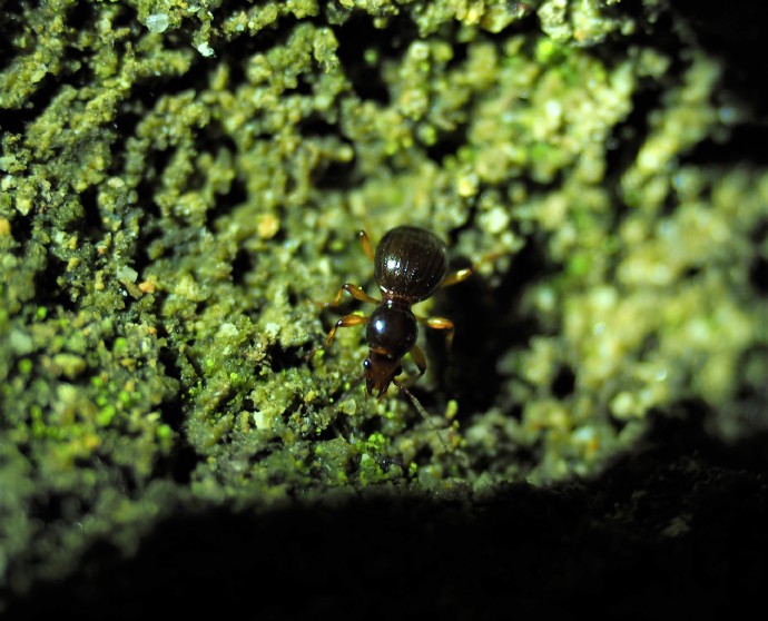 福建三明发现全球新物种，命名为“郭亮珠步甲”（最新发布）