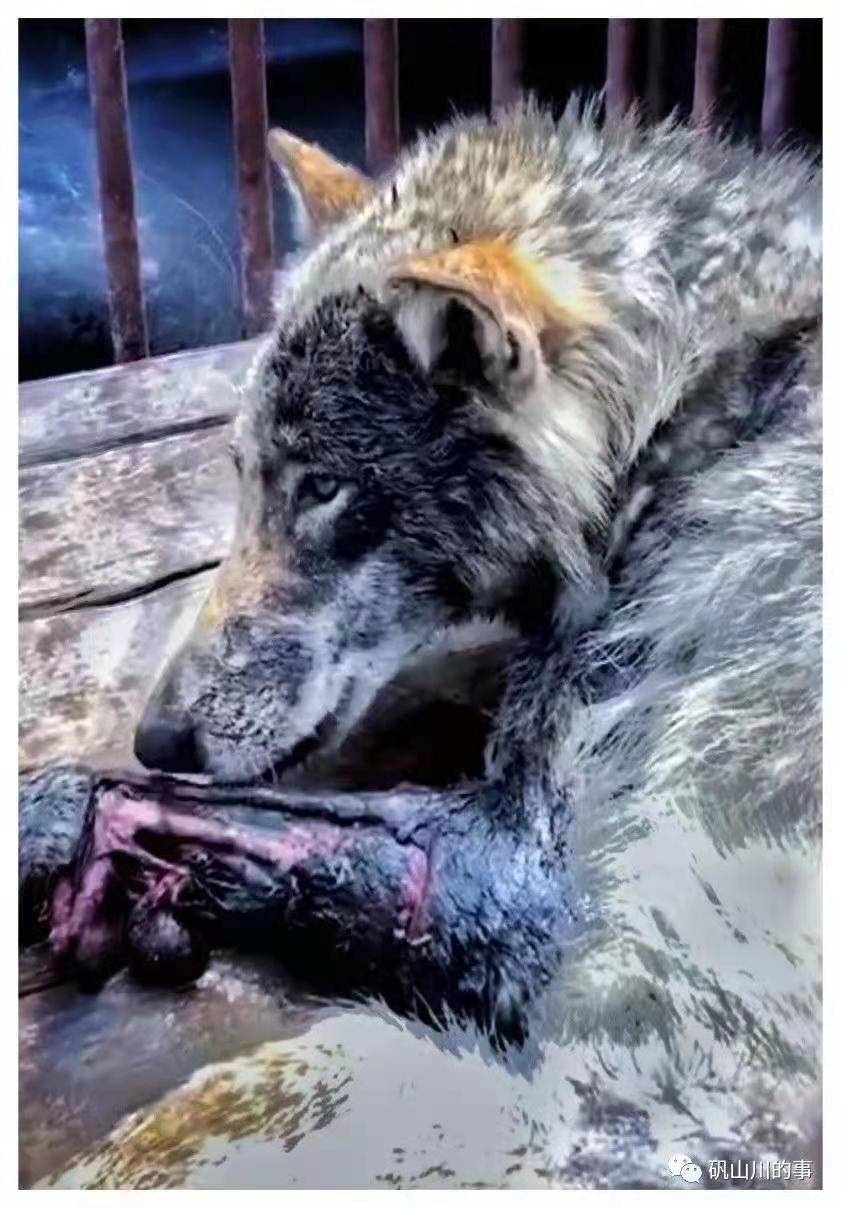 进入河北涿鹿县的成年草原狼已经被捕获前腿部分受伤