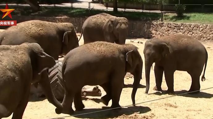 动物这样保护幼崽防空警报响起时大象围成一圈保护小象