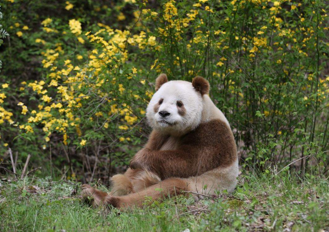 西安秦岭四宝集合快来看全球唯一棕色大熊猫