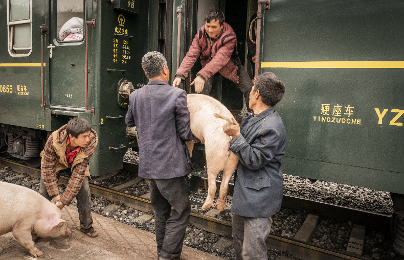 彝族老乡带着猪乘坐5633次列车 图片来源网络