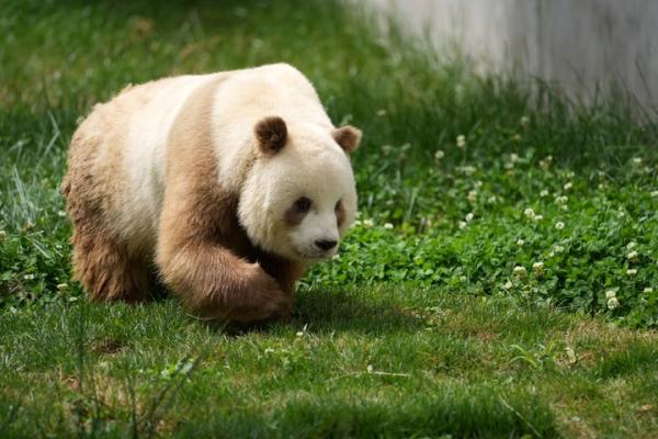 熊猫慢直播看秦岭棕色国宝七仔过周末