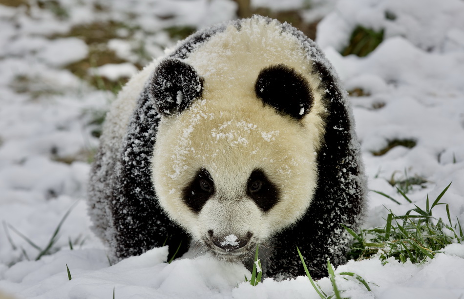 2021年11月7日,西安,秦岭大熊猫研究中心,大熊猫幼崽在雪中嬉戏.