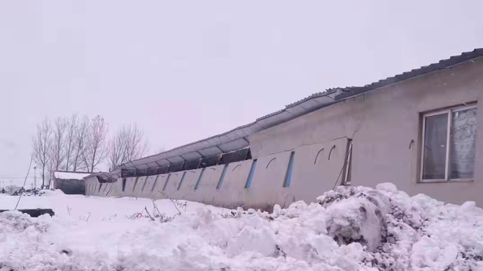 暴雪下的柳条寨:上百种植大棚受灾,农户称一个棚就损失百万