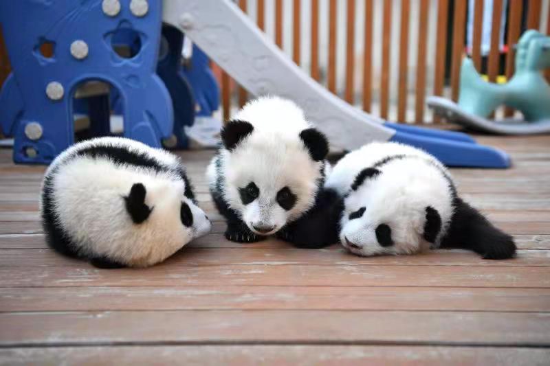熊猫慢直播 看秦岭棕色国宝七仔和它的朋友们过周末