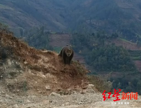 凉山一野猴进村咬伤两儿童，此前也有小孩被咬伤