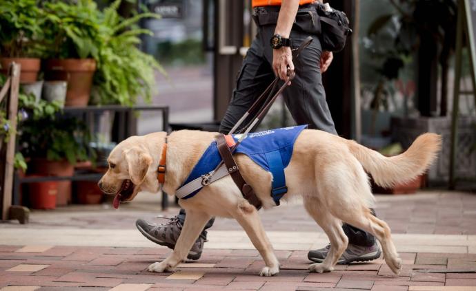 训练师导盲犬比大熊猫都少一只即将训练已有140人申请