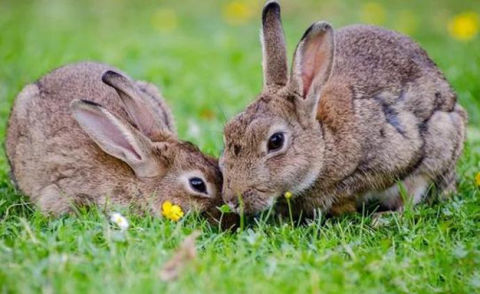 中国科学报:致命性病毒在野生兔群中肆虐,多物种将受威胁