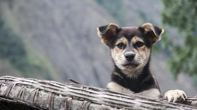 吉林四平决定将中华田园犬移出《禁养犬名单:考虑群众反映