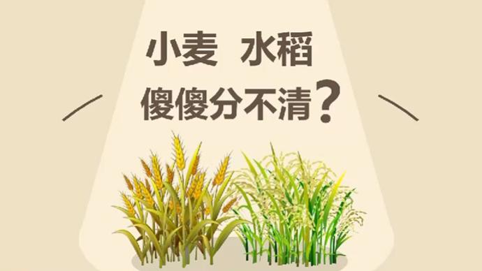 粮食生产再获丰收2020全国粮食总产量13390亿斤