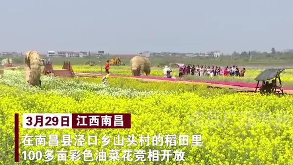 江西南昌泾口乡百亩彩色油菜花竞相绽放