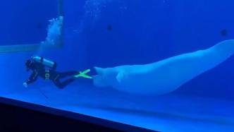 海洋馆内大白鲸“捉弄”驯养员，咬走其脚蹼嬉戏互动