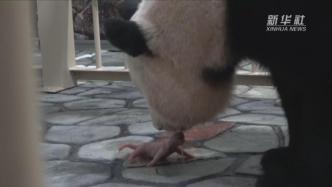 又一大熊猫宝宝在日本诞生，母子健康