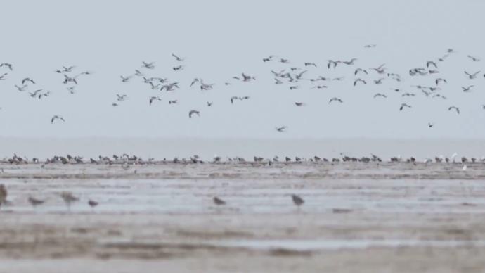 江苏盐城：守护候鸟越冬，保护大美湿地