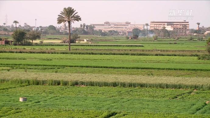 埃及加快推进农业灌溉系统升级，打击水资源浪费