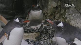 繁殖进入高峰期，悉尼水族馆喜迎企鹅宝宝“报到”