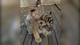 动物园小猴骑在老虎背上玩耍，网友：猴生巅峰