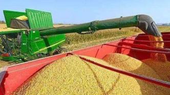 中国粮食进口同比有所增加，特别是玉米进口增加比较明显