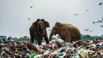 斯里兰卡野生大象翻垃圾觅食，胃里都是塑料