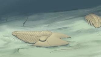 中科院古生物学家在山东潍坊发现5亿年前“兔耳朵虫”