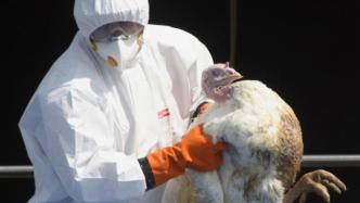英国一农场暴发高传染性H5N8禽流感，一万多只火鸡被捕杀