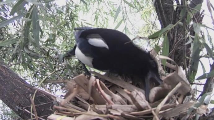 监控拍下黑水鸡筑巢被夜鹭偷材料，又被喜鹊6次偷蛋