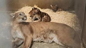 萌哭了！來看看上海動物園三只自然哺育的美洲獅“園二代”