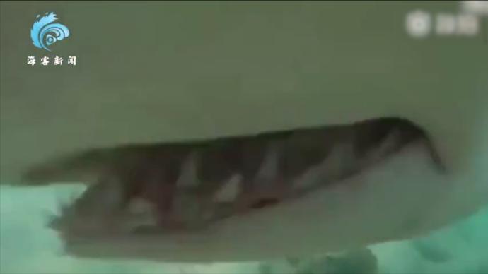 鲨口逃生！澳大利亚男子水下20秒惊险自救