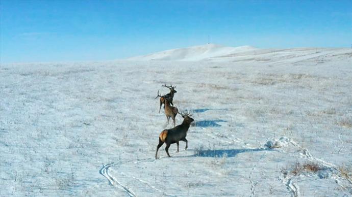 -30℃冰天雪地，他们悉心守护野生马鹿