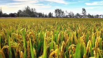 上海通过促进家庭农场发展条例，家庭农场水稻种植占全市一半
