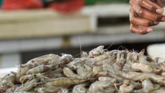 福建福清一批厄瓜多尔冻虾新冠检测阳性，涉疫货物未流入市场