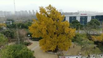 “上海0001号”古银杏树迎最佳观赏期，逾千年仍身体健康