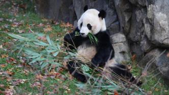 中美续签合作协议，大熊猫“美香”一家三口留美再延长3年