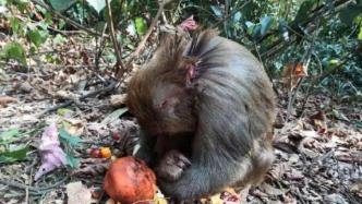桂林一景区猕猴受伤疑遭捕杀：景区称系猴群打架，主管部门将核查