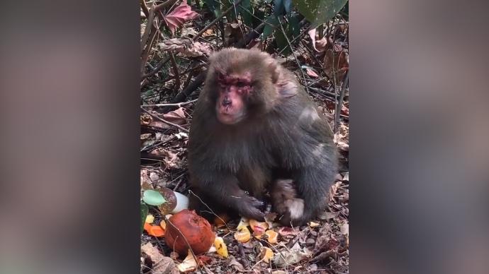 桂林一景区回应猕猴伤痕累累：争夺领地和交配权，打架所致