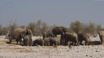 数量增多又逢干旱，纳米比亚170头野生大象将被拍卖