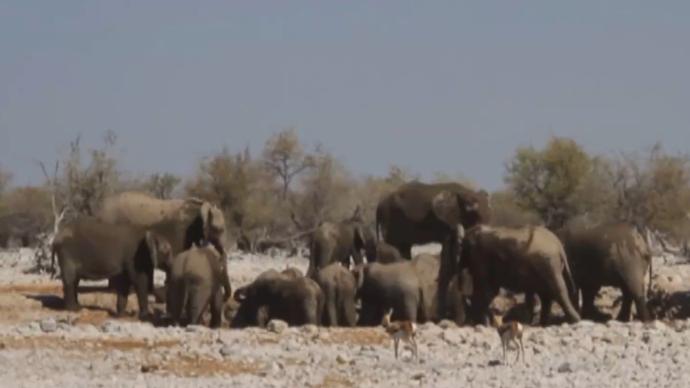 数量增多又逢干旱，纳米比亚170头野生大象将被拍卖
